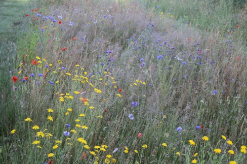 Gele ganzenbloem- Glebionis segetum, korenbloemen en grote klaprozen