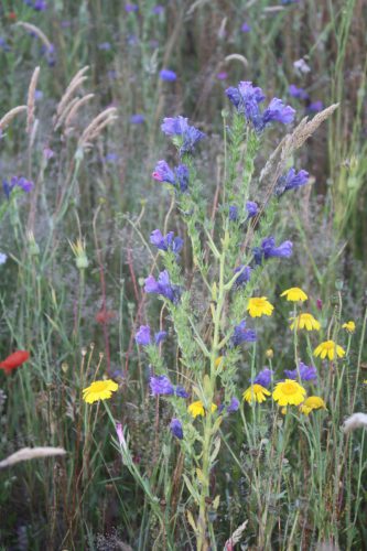 Slangenkruid - Echium vulgare