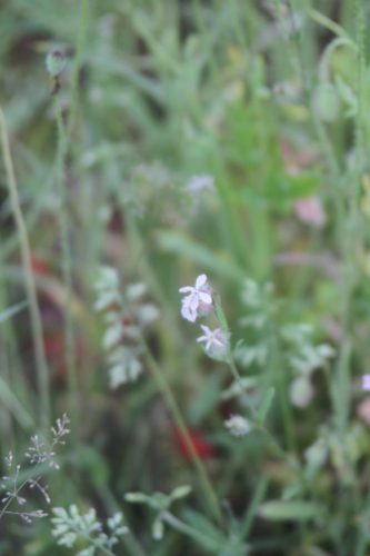 Franse silene - Silene gallica