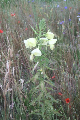 Bleke teunisbloem - Oenothera oehlkersii