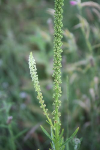 Wouw - Reseda luteola