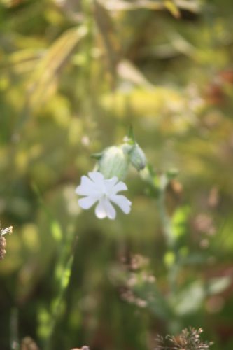 Dagkoekoeksbloem, witte vorm