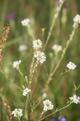 Grijskruid - Berteroa ingaan