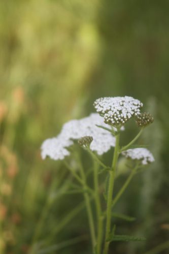 Duizendblad - Achillea millefolium