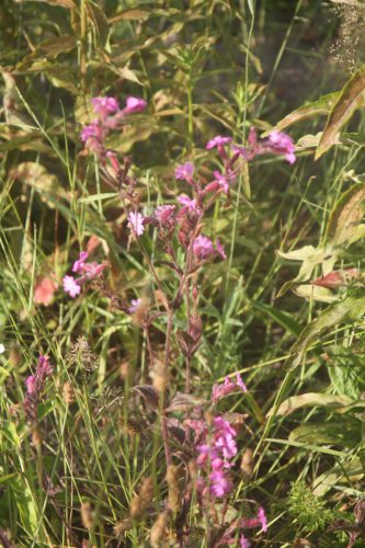 Dagkoekoeksbloem - Silene dioica
