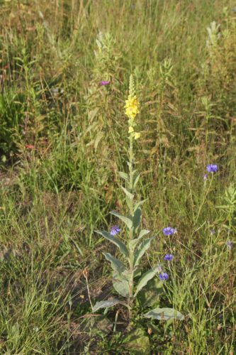 Bloeiende koningskaars