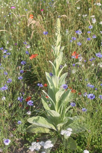 Bijna bloeiende koningskaars