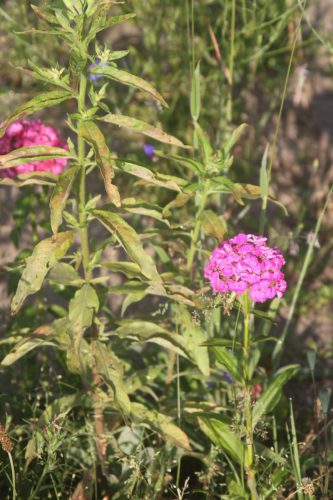Verwilderde duizendschoon