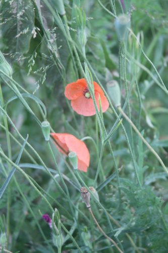 Bleke klaproos - Papaver dubium