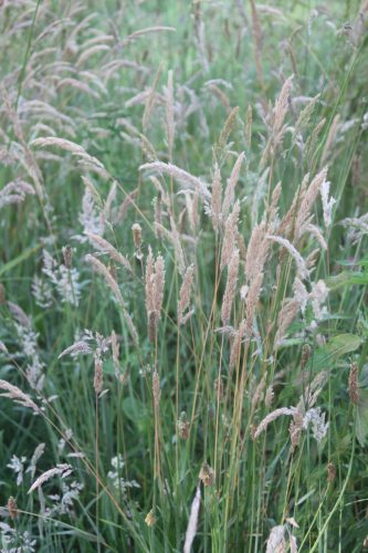 Gestreepte witbol - Holcus lanatus