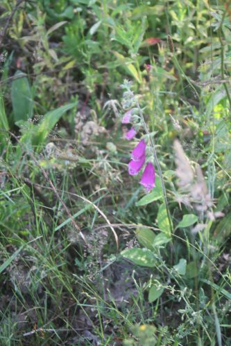 Vingerhoedskruid  - Digitalis purpurea
