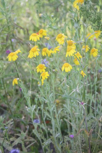 gele ganzenbloem - Glebionis segetum