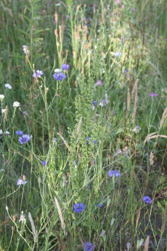 Veldzuring, nog groene bloeier, korenbloemen en links grijskruid met witte bloemetjes en grijsgroene steel