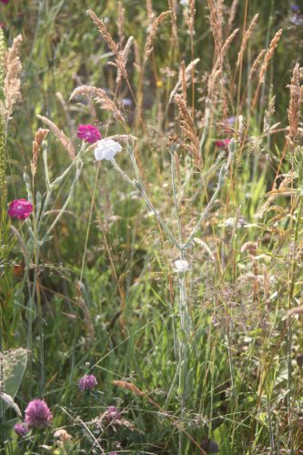 Witte en paarse prikneus - Silene coronaria