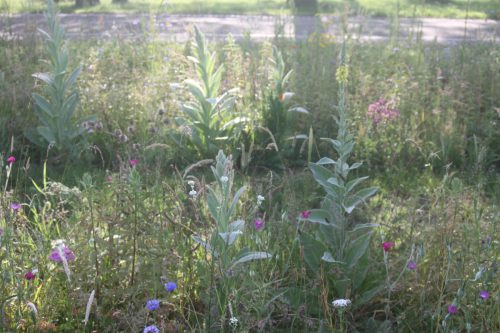 Koningskaarsen, net bloeiend, paarse prikneus, bolderik en korenbloemen