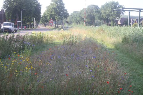 Slangenkruid - Echium vulgaris, Korenbloem, Struisgras, klaproos, gele ganzenbloem