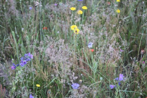Slangenkruid - Echium vulgaris, Korenbloem, Struisgras, klaproos, gele ganzenbloem