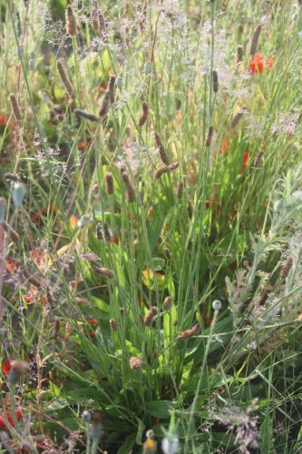 Smalle weegbree - Pantago lanceolata