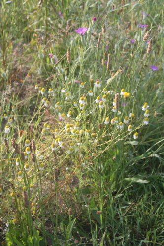 Echte kamille, roze Bolderik en bruine smalle weegbree
