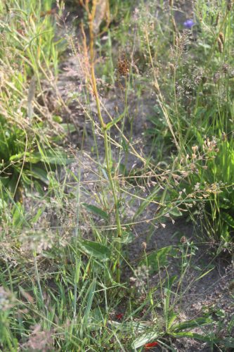 Uitgebloeide herderstasjes en veldzuring