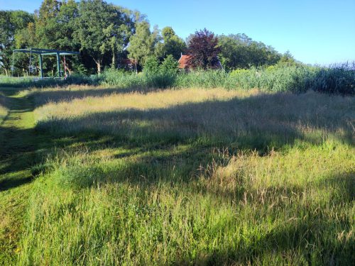 Aanleg bloemrijk grasland