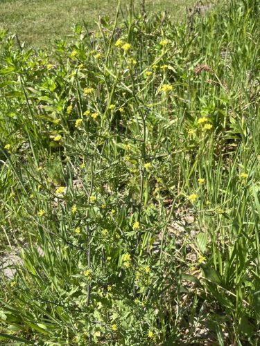 Gewone raket - Sisymbrium officinale