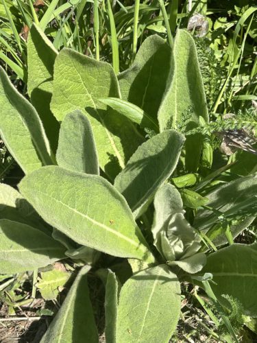 De rozetten van de koningskaars overwinteren en lopen zodra het warmer wordt uit om te gaan bloeien.