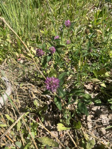Rode klaver - Trifolium pratense