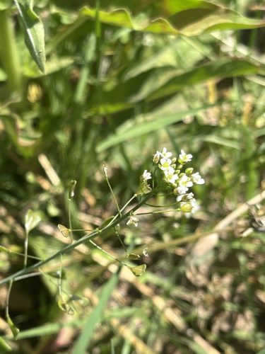 Herderstasje - Capella bursa-pastoris; genoemd naar de vruchtjes 