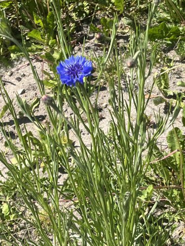 Korenbloem - Centaurea canus