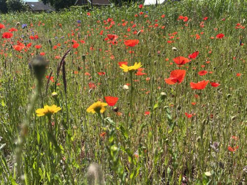 Klaprozen, Gele ganzenbloem