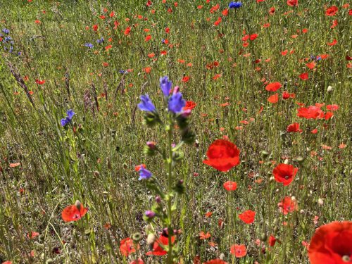 Klaprozen, slangenkruid