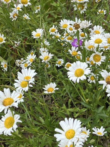 Wilde margriet - Leucanthemum vulgare