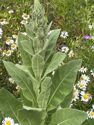 Koningskaars in knop