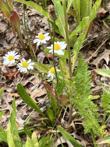 Reukeloze kamille - Tripleurospermum maritimum