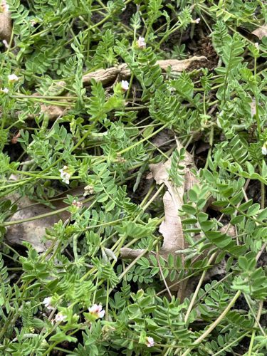 Klein vogelpootje - Ornithopus perpusillus