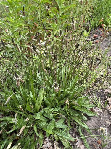 Smalle weegbree - Plantago lanceolatus