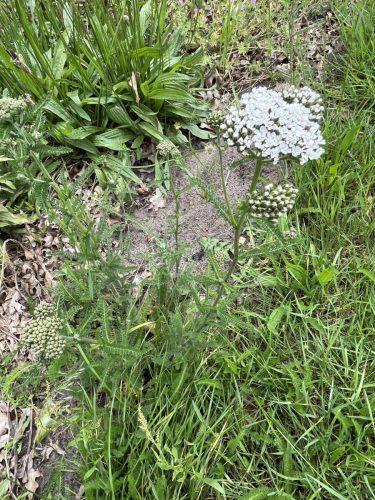 Duizendblad - Achillea millefolium