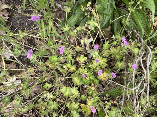 Zachte ooievaarsbek - Geranium molen