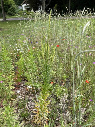 Wouw, winterrogge, wilde margriet, bolderik, klaproos, korenbloem, gewoon struisgras