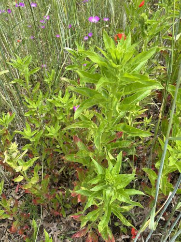 Jonge teunisbloem, daarachter Bolderik en klaproos