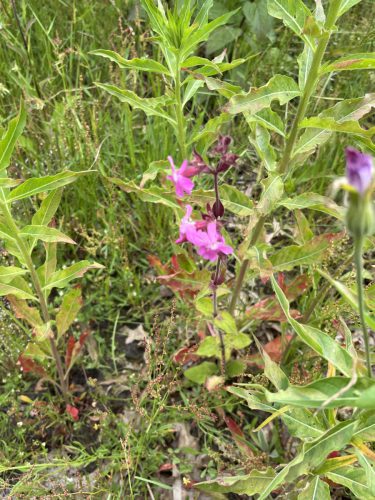 Dagkoekoeksbloem - Silene dioica