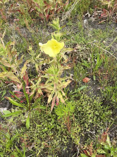 Bleke teunisbloem - Oenothera oehlkersii