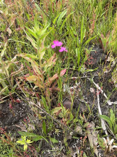 Ruige anjer - Dianthus armaria
