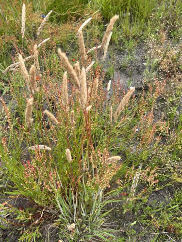 Gestreepte witbol, Schapenzuring - Rumex acetosella, Spurrie