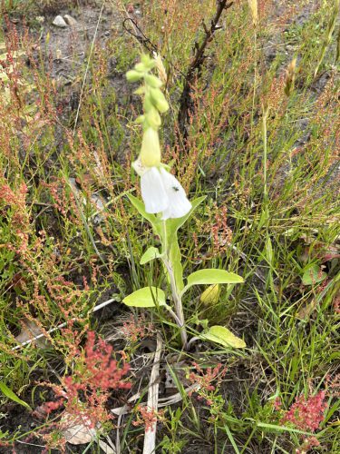 Vingerhoedskruid - Digitalis purpurea 'alba'