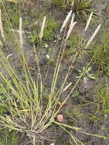 Gestreepte witbol - Holcus lanatus