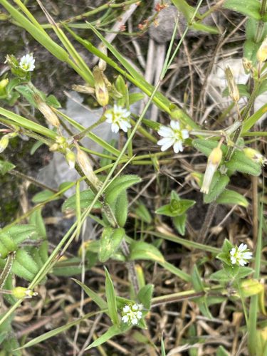 Gewone hoornbloem - Cerastium fontanum