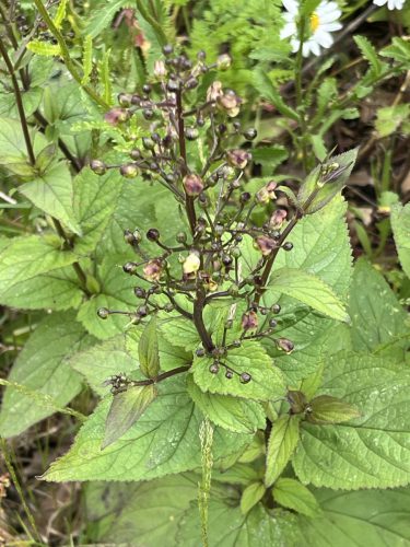 Knopig helmkruid - Scrophularia nodosa