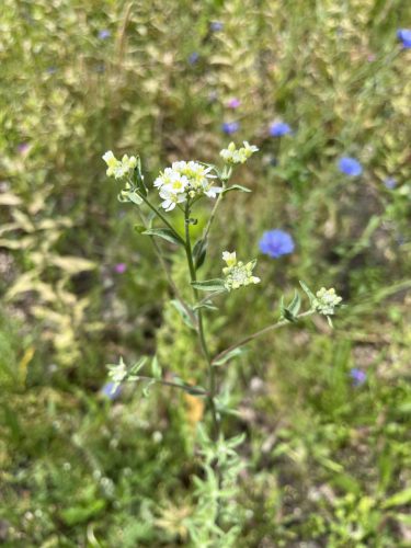 Zandraket -Arabidopsis thalania